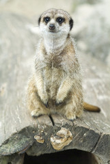 Suricate