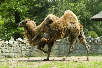 Camels in a zoo