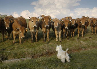 Petit chien tenant en respect plusieurs vaches