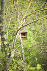 bird house