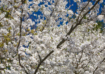 Flowering white plum tree against blue background