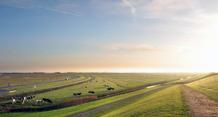 Dutch cows