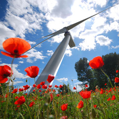 eolienne dans les coquelicots