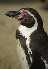 Naklejka premium humbolt penguin