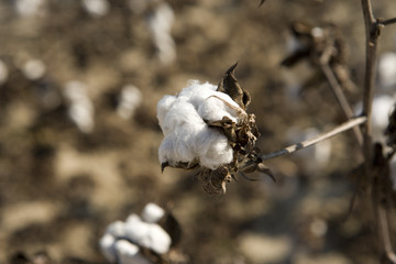 cotton ready for harvest