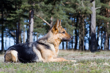 Germany Sheep-dog