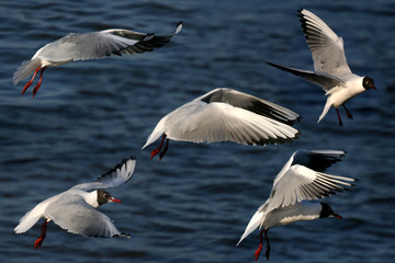 seagulls is in flight and blue water - collage picture