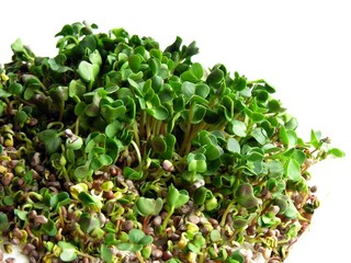 germination of radish seeds