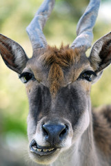 portrait antilope