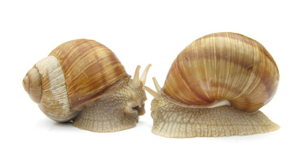 Garden snails are talking