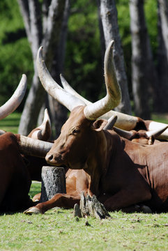 la vache