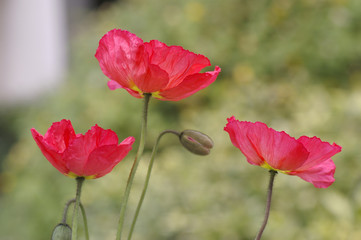Obraz premium pétales de coquelicots