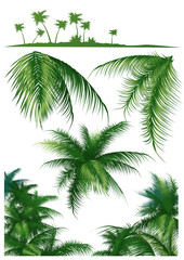 Tropical_leaf