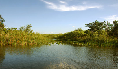 Everglades scenery