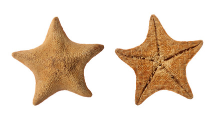 Goose Foot Starfish