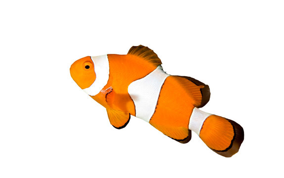 Fototapeta Clownfish