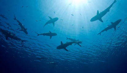 Wanddecoratie Onder water Sharks  © cbpix