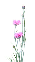 Pink carnation isolated on white