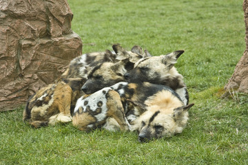 Cozy spotted hyenas