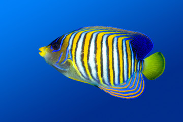 Regal Angelfish