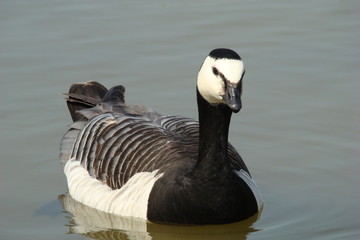 Bernache nonnette,Marquenterre,Picardie