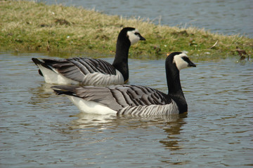 Obraz premium Couple de bernache nonnette,Marquenterre,Picardie