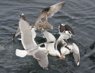A lot of Seagull.