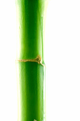 Obraz premium Branch of a bamboo. Isolation on white