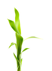 Branch of a bamboo. Isolation on white