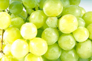 Grapes. Isolation on white. fruit
