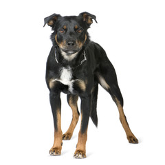 Crossbreed Beauceron (18 months)