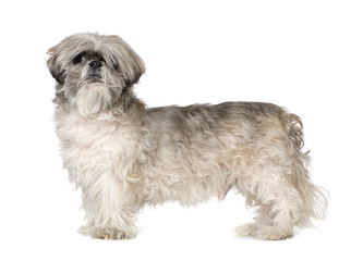 Lhasa Apso (6 months)