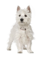 West Highland White Terrier (5 months)