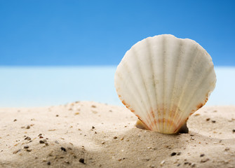 scallop shell  in sand at beach