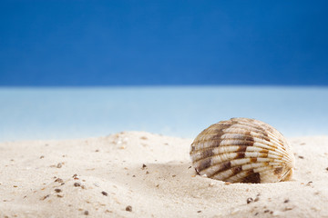 shell lying on sand at beach