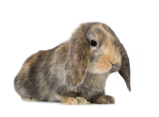Fototapeta premium Rabbit