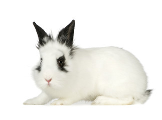 Obraz premium Rabbit