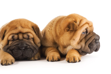 Obraz premium Two sharpei puppies