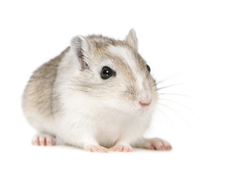 Gerbil