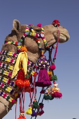 Decorated Camel