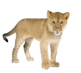 Plakat Lion cub (8 months)
