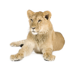 Obraz na płótnie Canvas Lion cub (8 months)