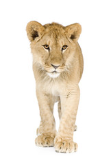 Obraz na płótnie Canvas Lion cub (8 months)