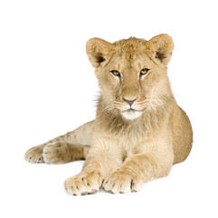 Fototapeta na wymiar Lion cub (8 months)
