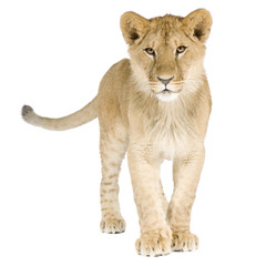 Obraz na płótnie Canvas Lion cub (8 miesięcy)