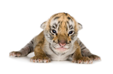 Naklejka premium Tiger cub (4 days)