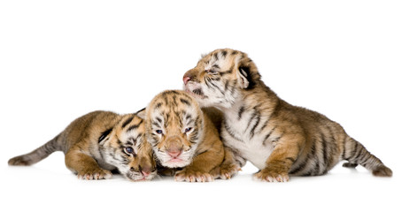 Fototapeta premium Młode tygrysa (4 dni)