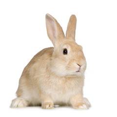 Rabbit