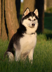 husky
