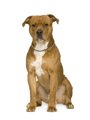 Obraz premium American Staffordshire terrier (2 years)